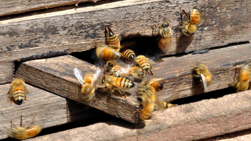 Statele Unite au aprobat primul vaccin din lume destinat albinelor