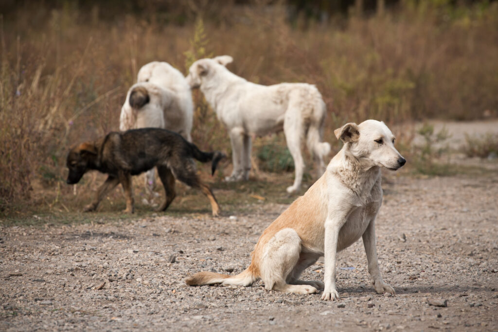 Ce s-a aflat despre câinii care trăiesc la Cernobîl, la patru decenii după dezastrul nuclear