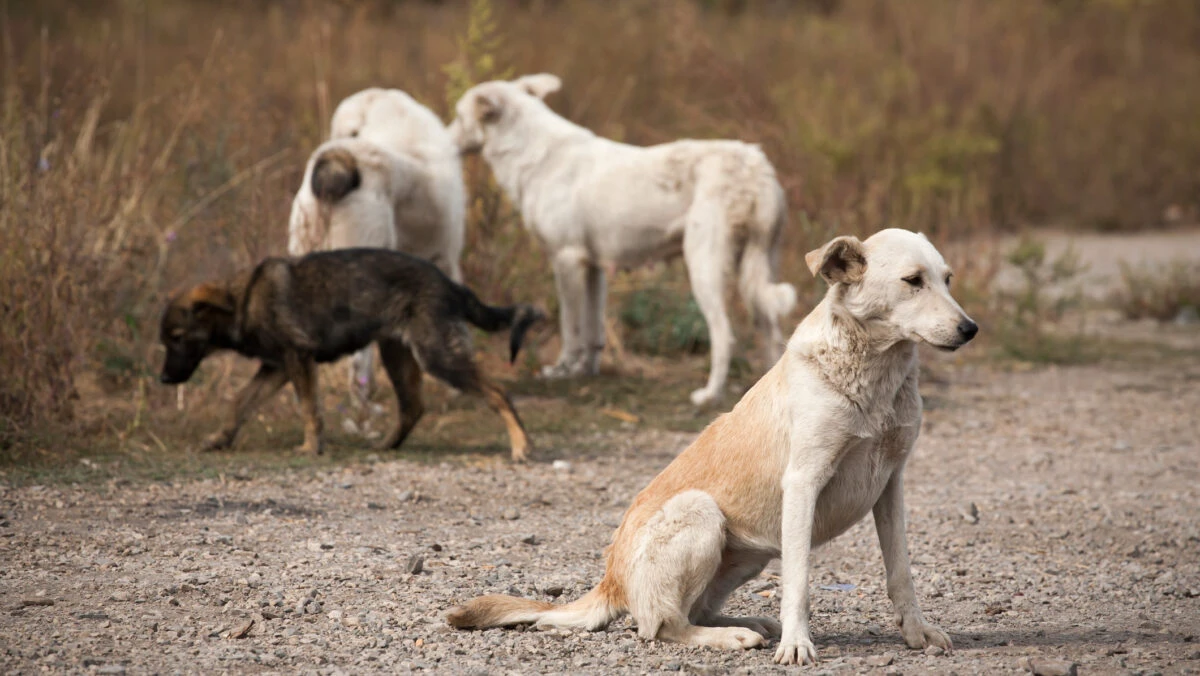 Interdicție pentru proprietarii de câini din România. Îți face direct dosar penal
