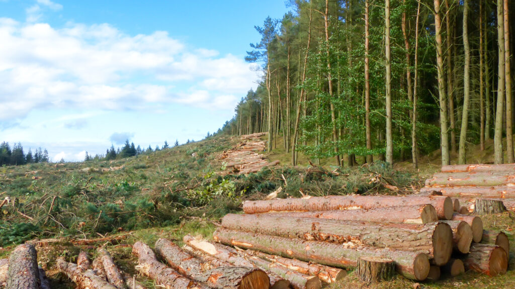 Ministrul Mediului a prezentat un nou instrument eficient împotriva tăierilor ilegale de păduri