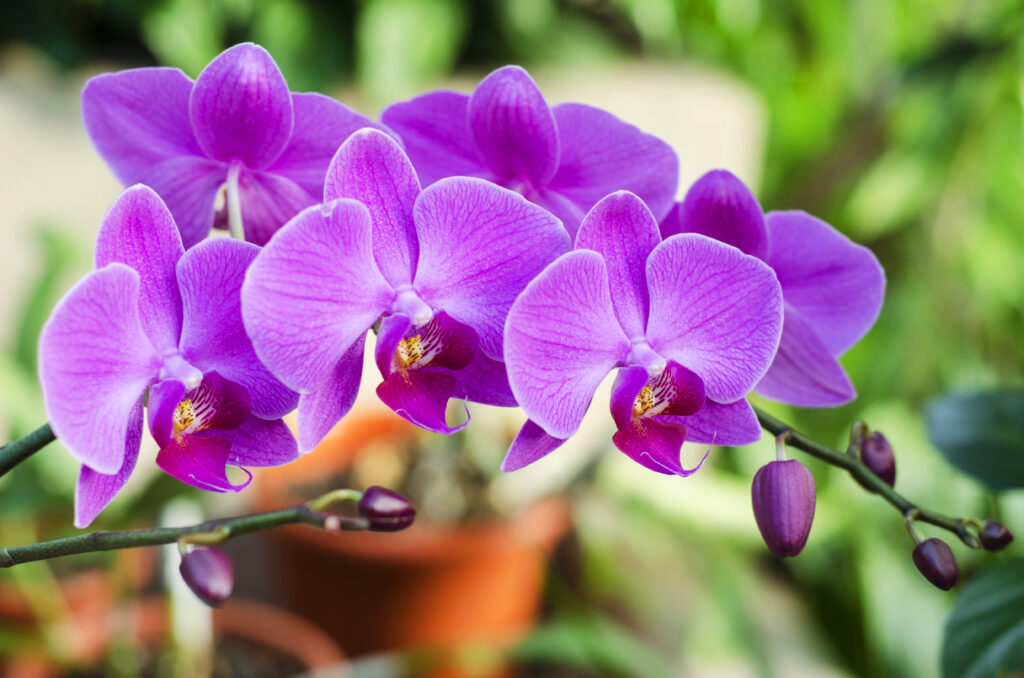 Cum să îngrijești orhideele încât să reziste ani de zile. Ce lumină le trebuie și cât de des trebuie udate