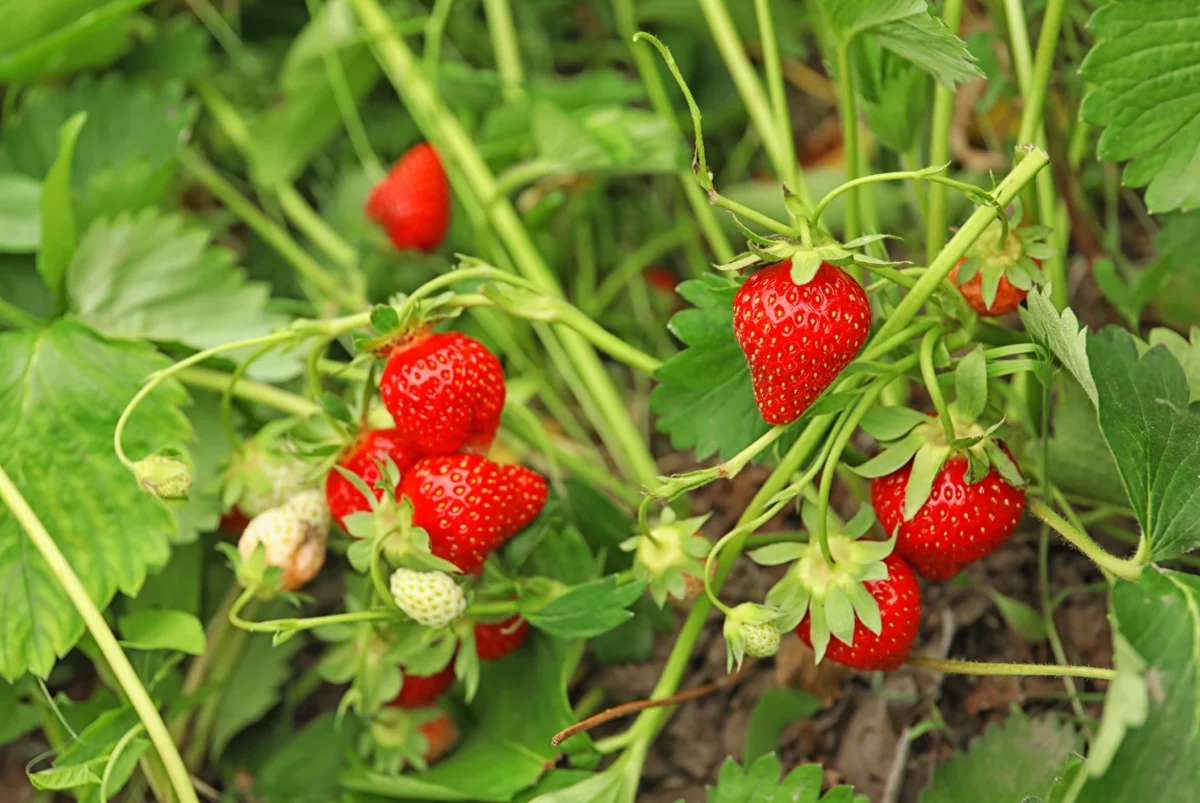 Au apărut primele căpșuni românești în piețe. Câți bani trebuie să plătim pentru un kilogram