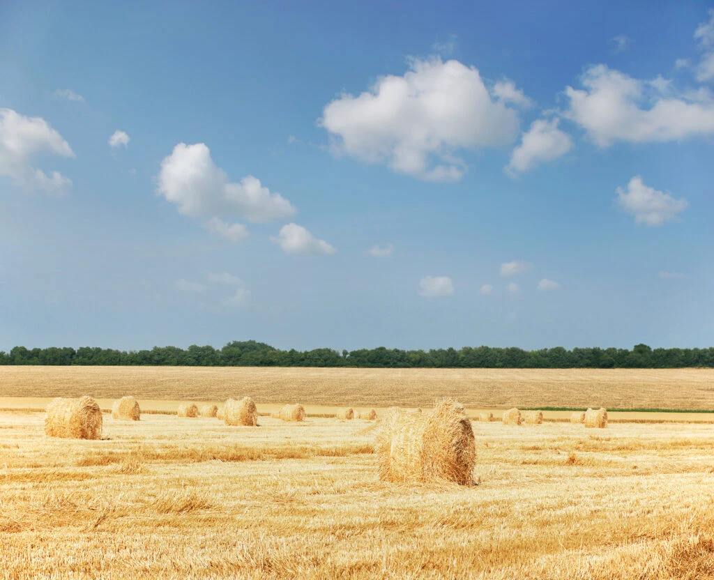 Ministrul Agriculturii a semnat un acord pentru menținerea interdicţiei importurilor de cereale din Ucraina