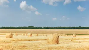 Ministrul Agriculturii: Producţii record la culturile de toamnă obţinute de fermierii noştri! Acesta este rezultatul sprijinului corect acordat