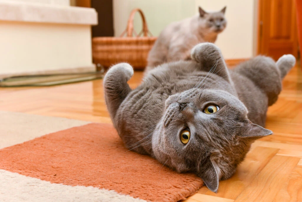 Ce înseamnă, de fapt, „miau”? Au dezvăluit secretul despre limbajul pisicilor