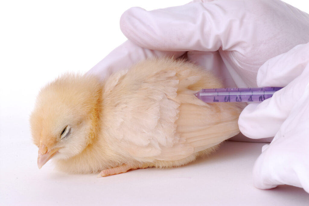 Omenirea riscă o pandemie de gripă aviară. Se recomandă o campanie mondială de vaccinare a păsărilor