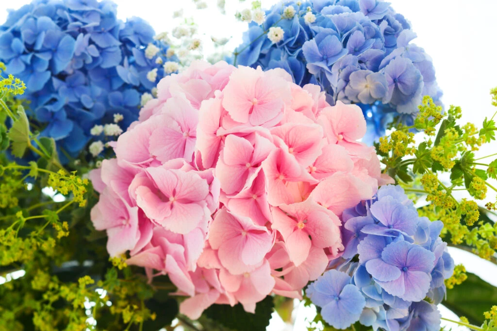 Trucul simplu care va transforma culoarea hortensiilor din roz în albastru