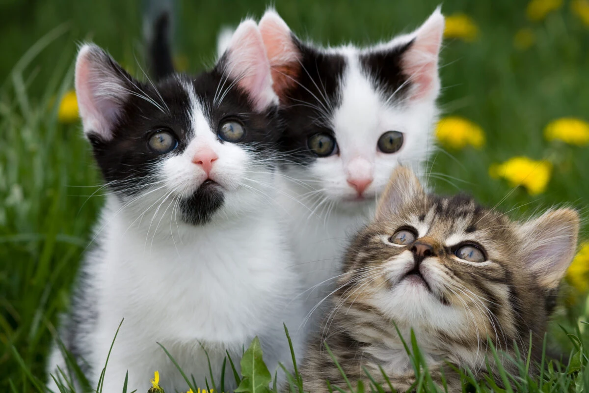 Se dă lege pentru toți posesorii de pisici din România. Regulile vor fi obligatorii