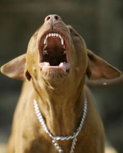 pitbull-caine periculos