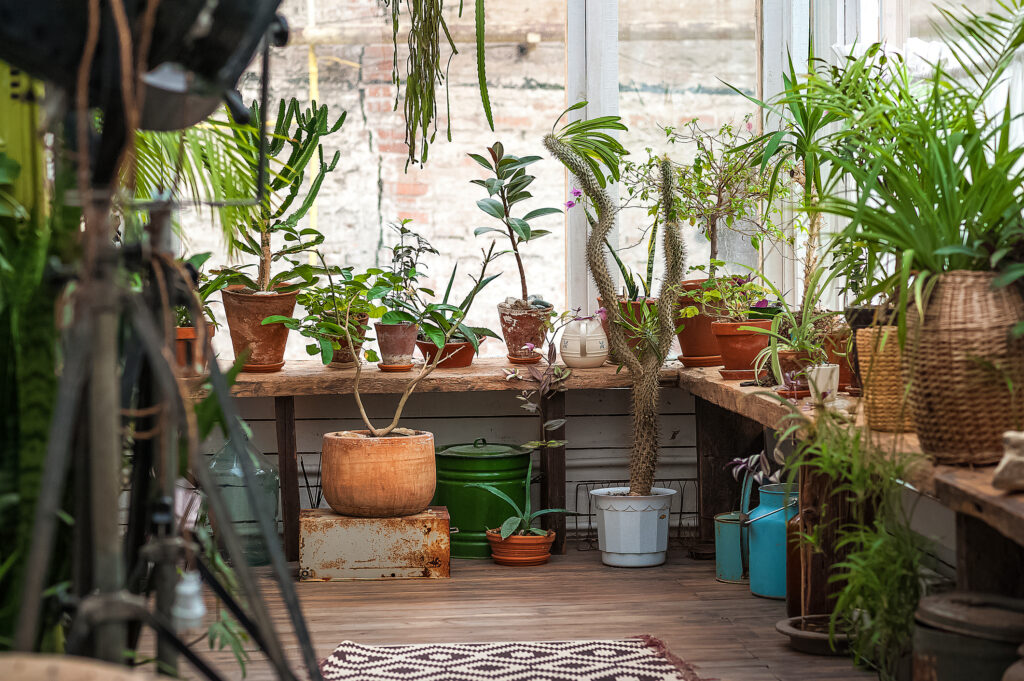 Plantele de interior pot purifica aerul din locuințe? Iată ce s-a descoperit acum