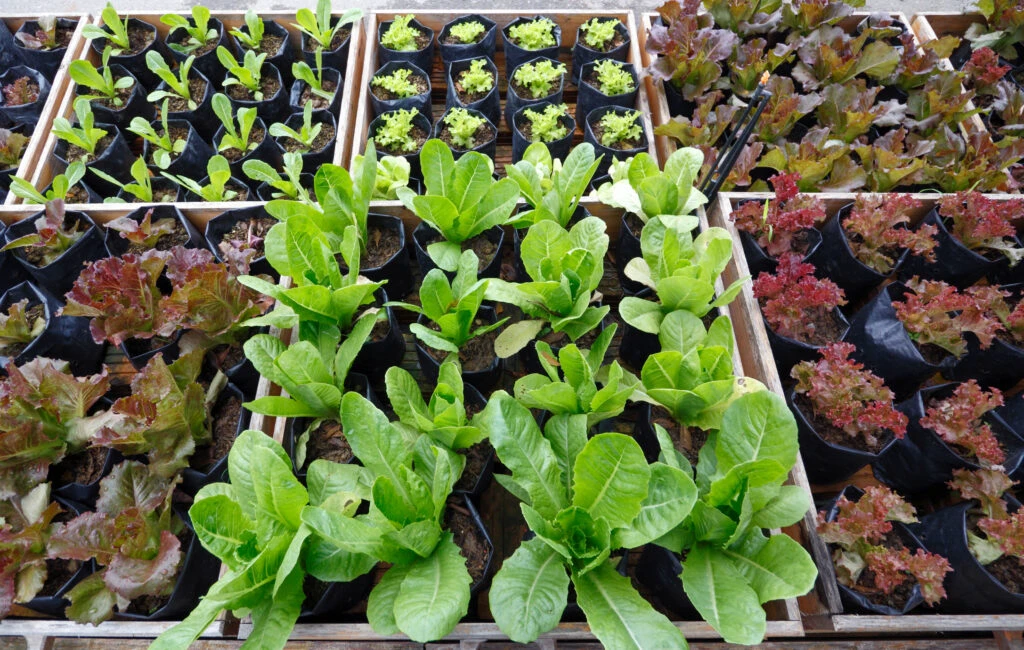 Cum se poate cultiva salată verde acasă, pe balcon. Este foarte simplu de întreţinut
