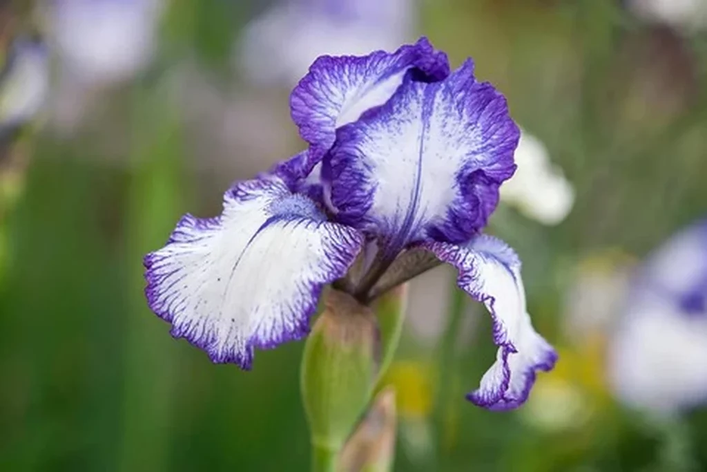 Cum să plantezi și să îngrijești florile de iris. Umiditatea trebuie să fie constantă