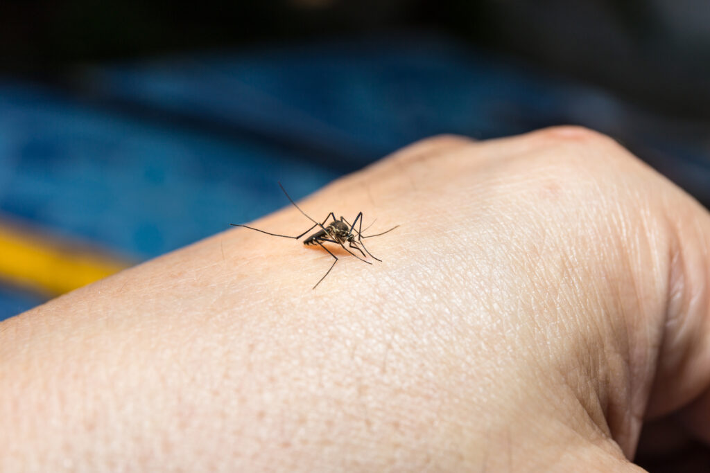 Cum puteți alunga țânțarii fără a folosi insecticidele toxice. Ce s-a descoperit recent