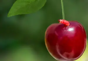 Cum scoatem viermii din cireşe. Este foarte simplu şi rapid