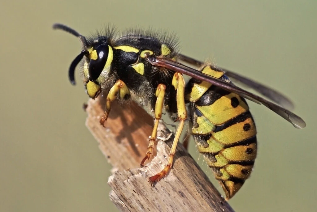 Cum poți scăpa de cuiburile de viespi? Soluția este chiar în cămară