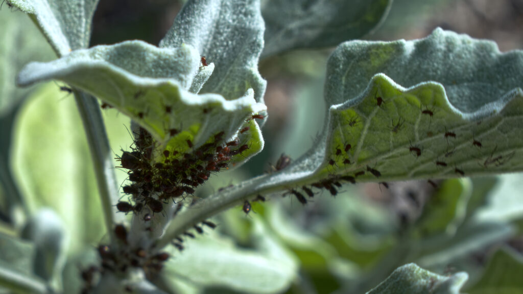 Afidele sau paduchii plantelor. Cum îți poți proteja grădina de aceste insecte