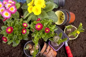 Aceste cinci plante de interior durează cel mai mult. Puteți să vă amenajați o mică grădină