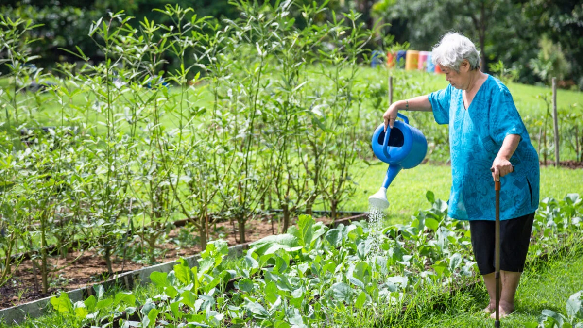 Legumele care trebuie plantate primăvara. Ce trebuie să știe cei care au grădină