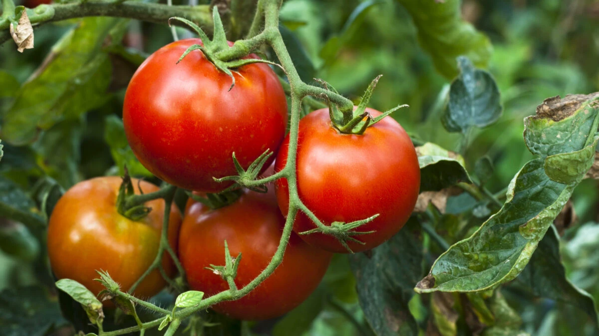 Secretul pentru recoltă perfectă de roşii în grădină. Trebuie neapărat să faci asta la final de iulie