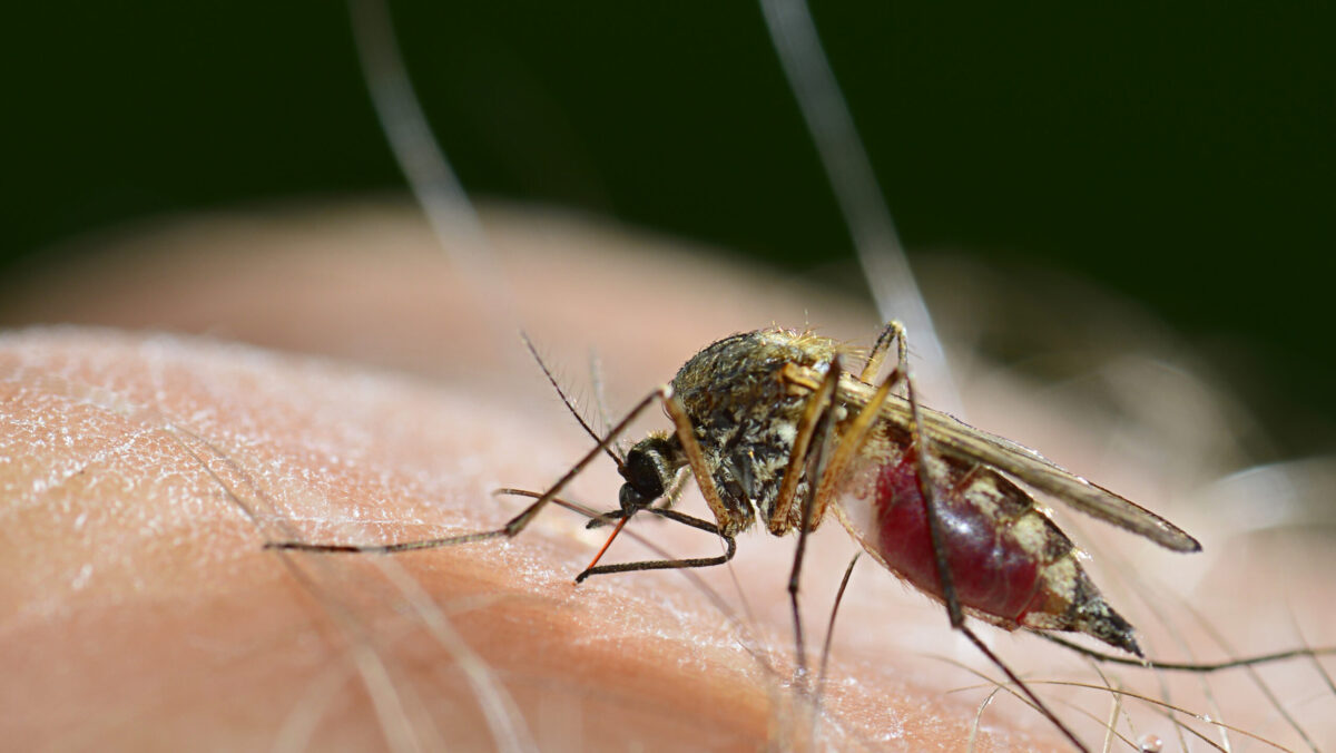 Ești un magnet pentru țânțari? Ce îi atrage cel mai mult și cum te poți feri de înțepăturile lor