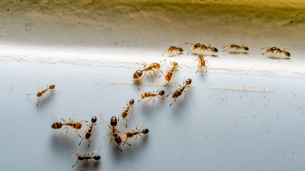 Uleiul care va ține furnicile departe de casă. Tot ce trebuie să știți