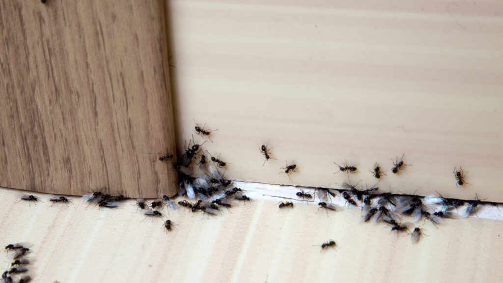 Cum să scăpați de furnicile care apar în casă cu un ingredient delicios