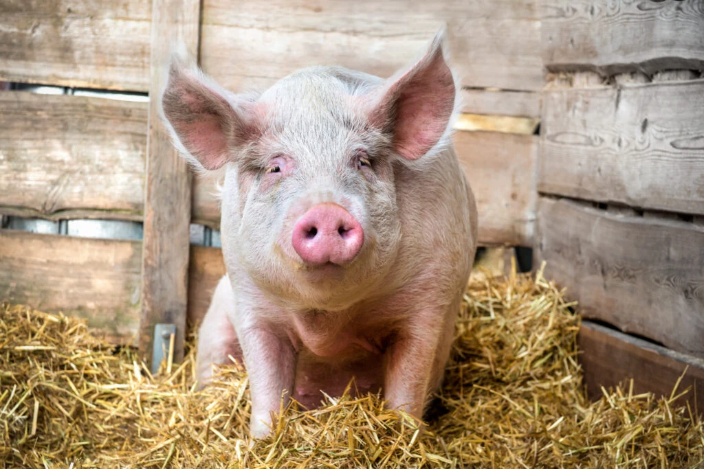 Devine complet interzis în România! Ordin pentru românii care cresc porci în gospodărie