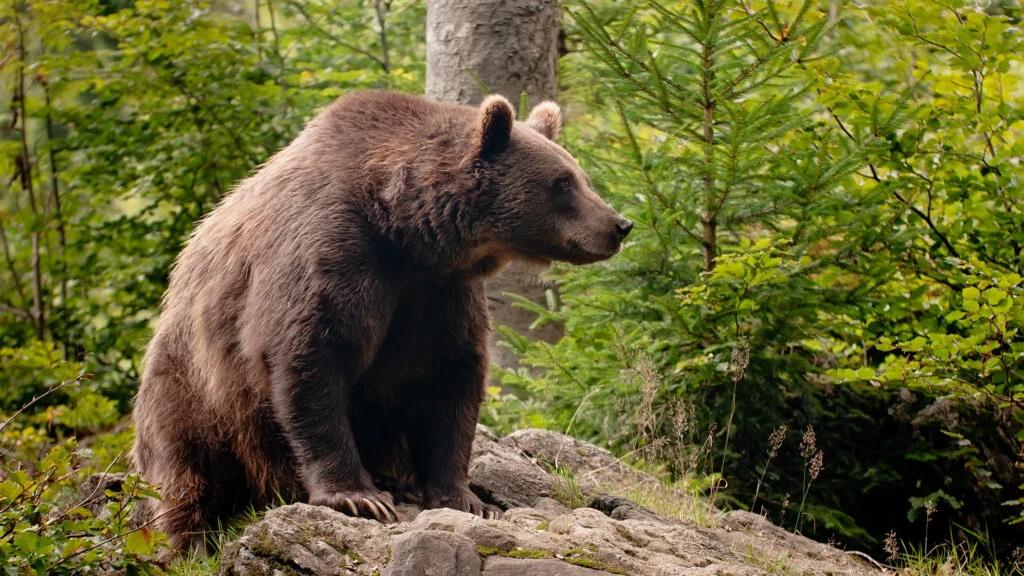Ministrul Mediului a decis împușcarea a 220 de urși bruni: Trebuie să ne gândim şi la oameni