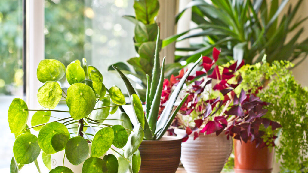 Evitați aceste plante de interior! Cresc umiditatea în casă și vă pot pune sănătatea în pericol