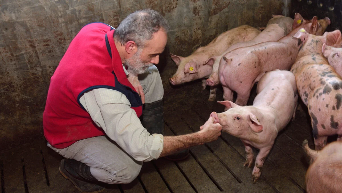 Românii cu porci în curte au interzis! Legea a intrat în vigoare în România