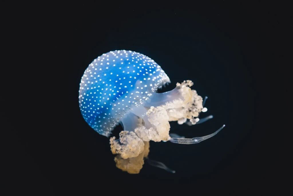meduză albastră