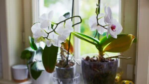 orhidee in ghiveci