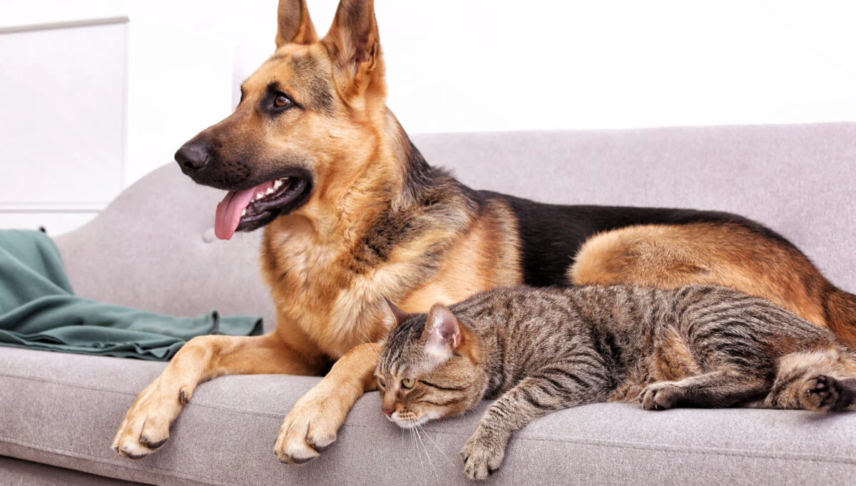 Este obligatoriu pentru stăpânii de câini și pisici. Regulile de la care românii nu se pot abate