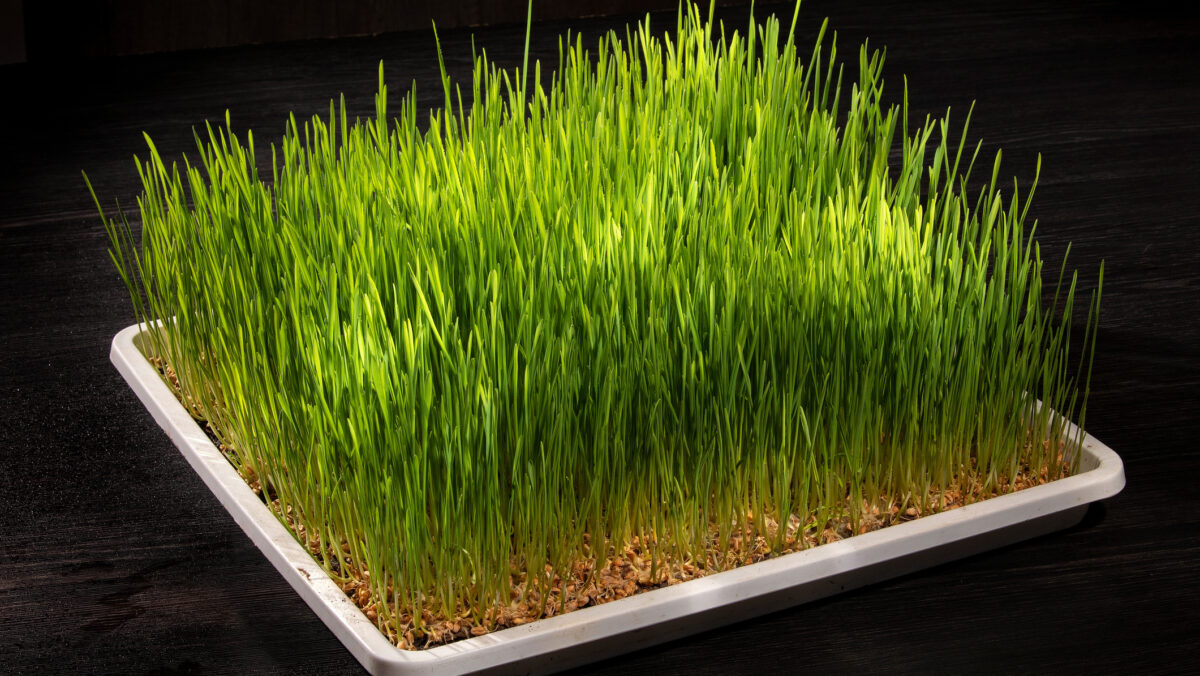 Tradi ii De Sf ntul Andrei C nd Se Pune Gr ul La ncol it Capital Tradi ii De Sf ntul Andrei C nd Se Pune Gr ul La ncol it Capital