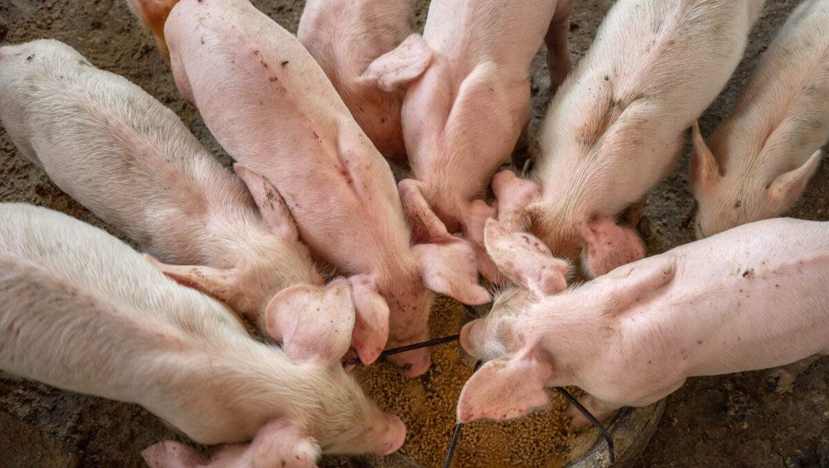 Una dintre cele mai mari ferme de porci din Europa se construiește în România
