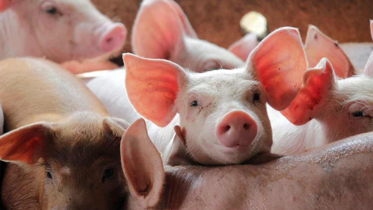 Se interzice creșterea porcilor în gospodărie?! Este decizia de care le e frică românilor