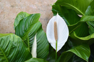 Crinul păcii (Spathiphyllum)