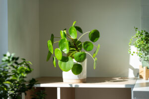 Planta banilor (Planta misionarului) (Pilea peperomioides)