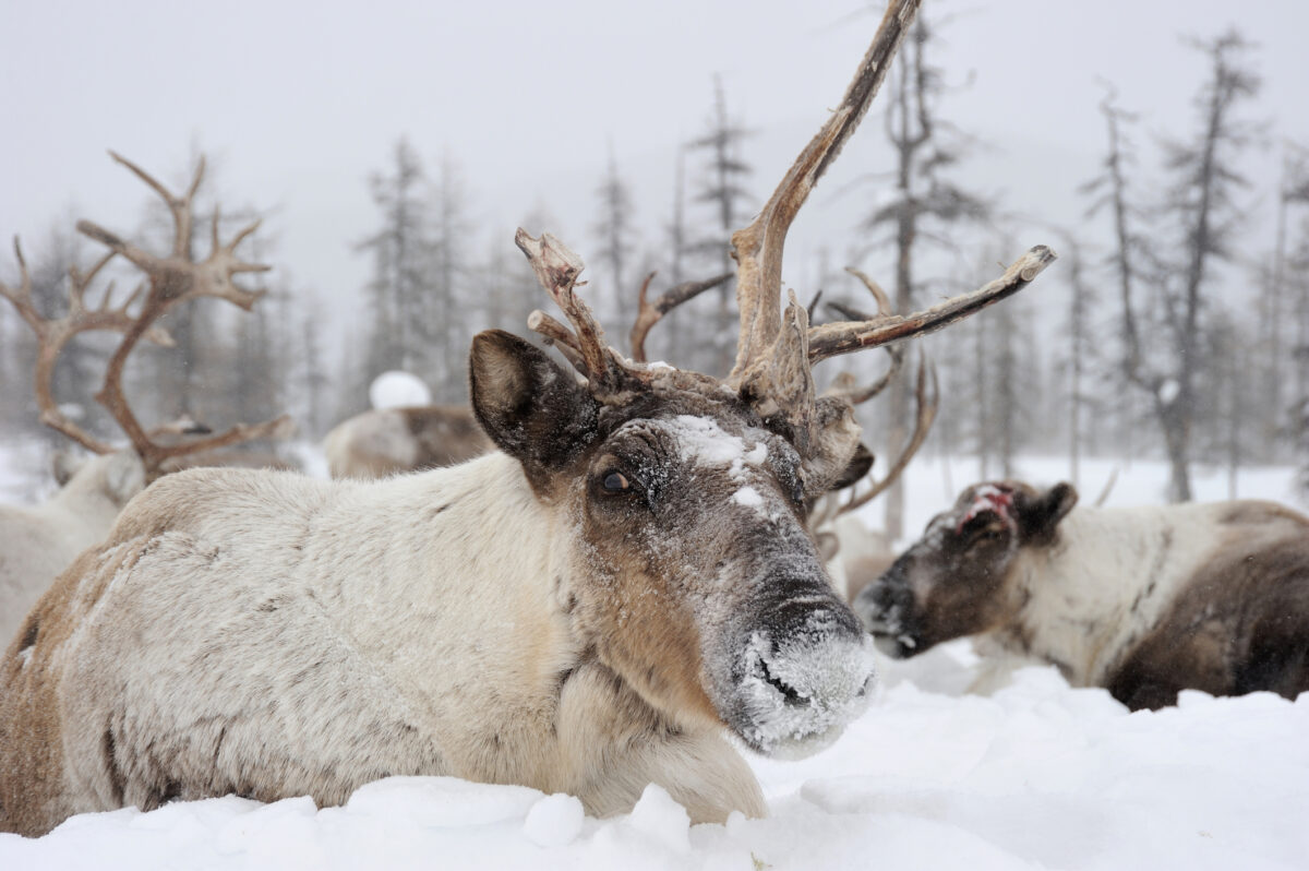 Satul Oymyakon din estul Siberiei 