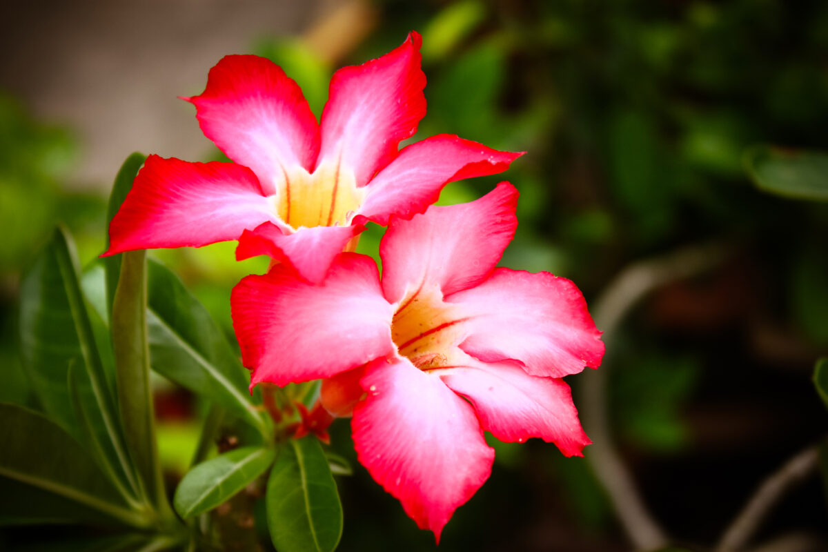 Trandafirul deșertului (Adenium obesum)
