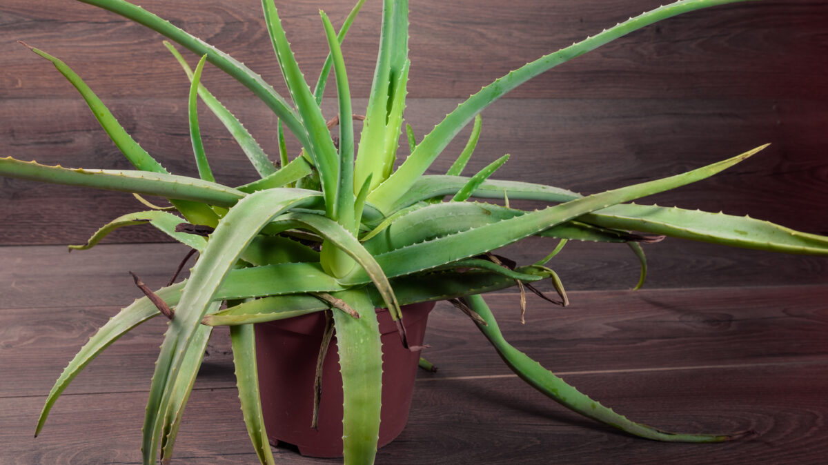 Cum să îngrijiți și să înmulțiți planta de Aloe Vera. Trucul este foarte simplu