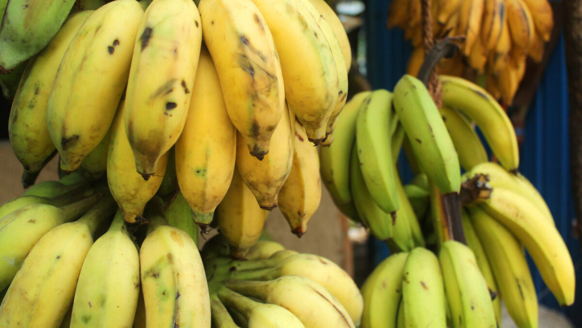 Adevărul despre bananele verzi. Ce se întâmplă în organism când le mănânci