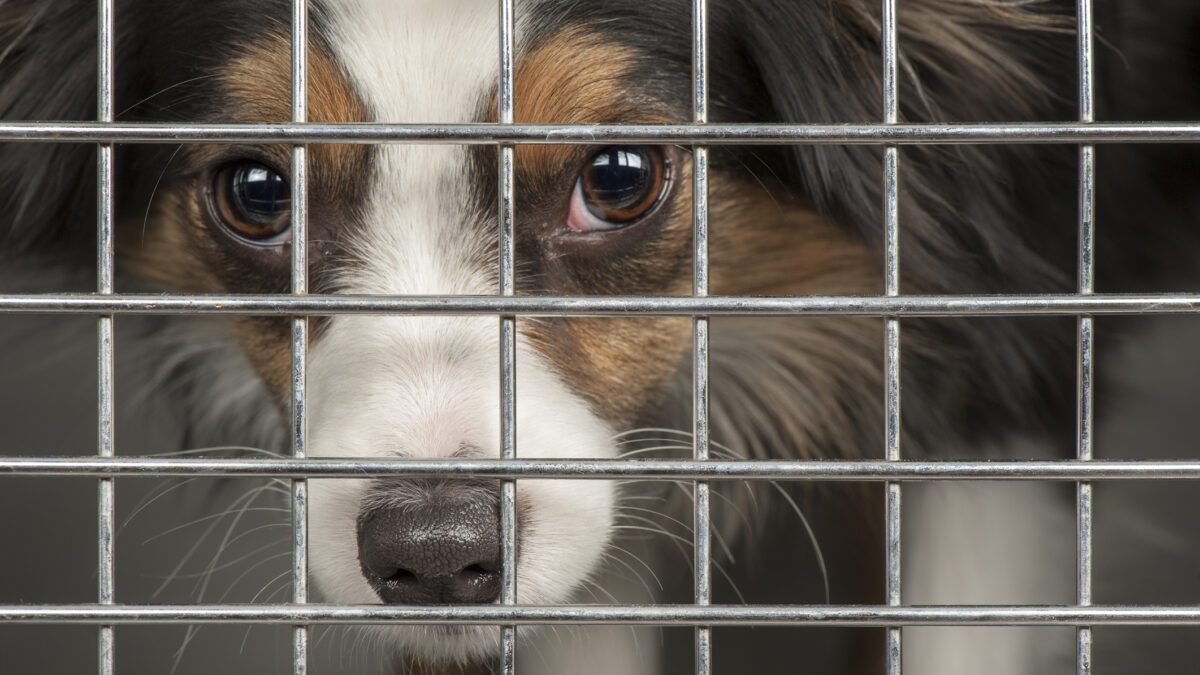 Carnea de câine, interzisă! Legea care pune capăt unei practici veche de secole