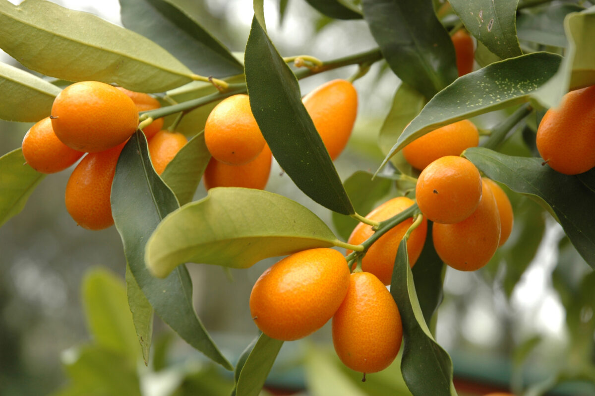 lămâia Meyer, kumquat