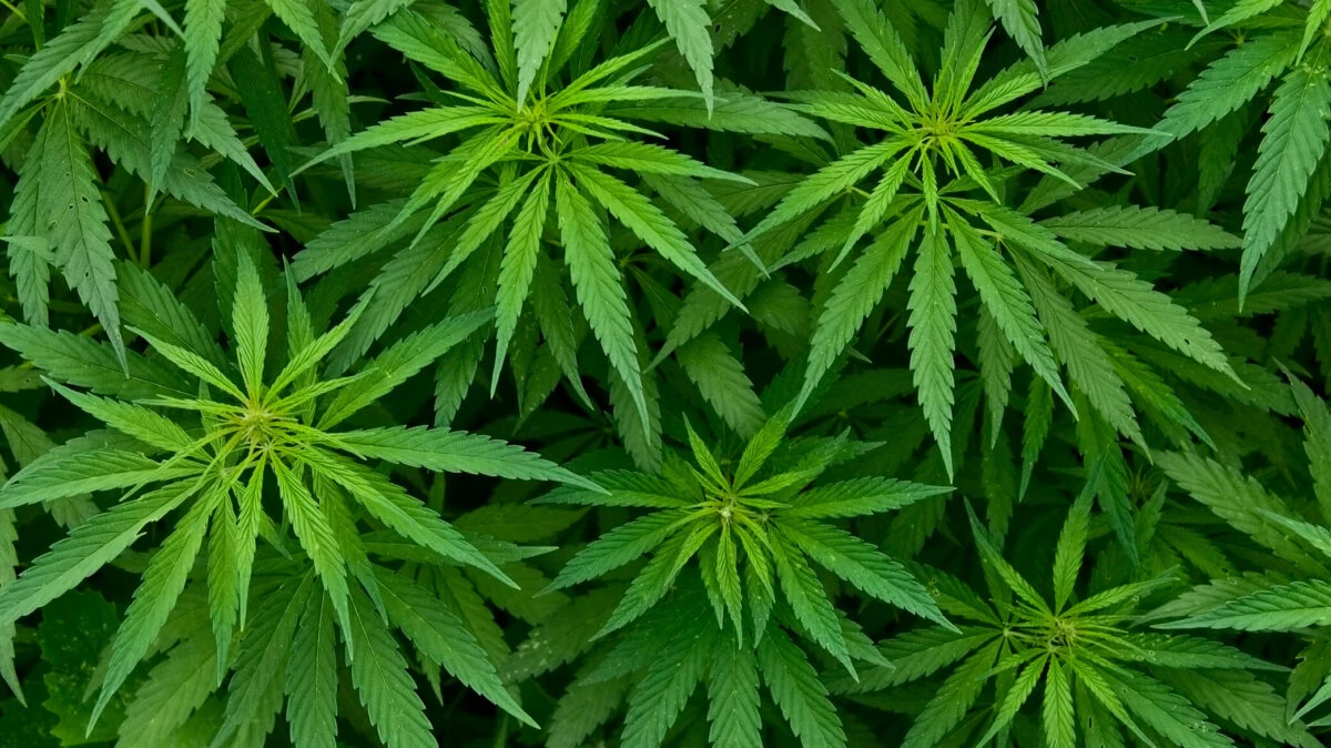 Ce se întâmplă în creier dacă fumezi marijuana în fiecare zi