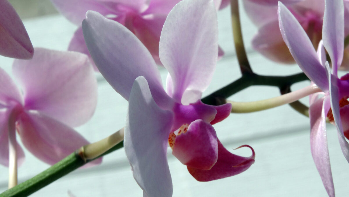 Orhideele vor înflori constant. Trebuie să le adaugi acest ingredient