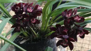 Ce trebuie să faceți dacă florile orhideelor se usucă și încep să cadă