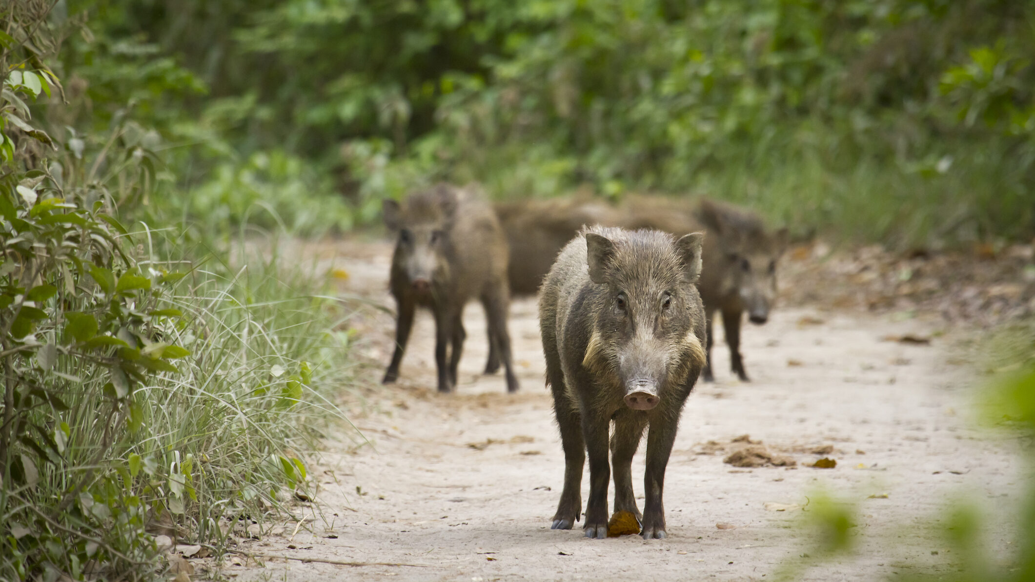 porci mistreți