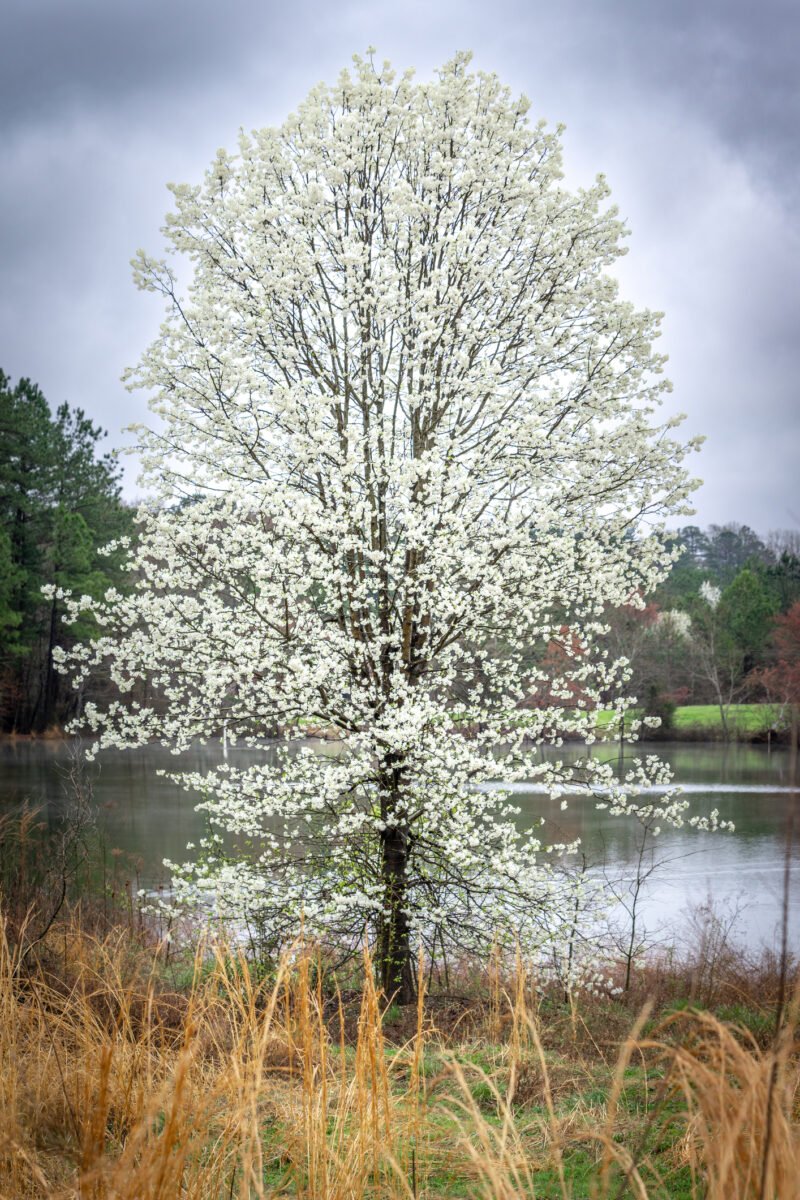 Bradford Pear