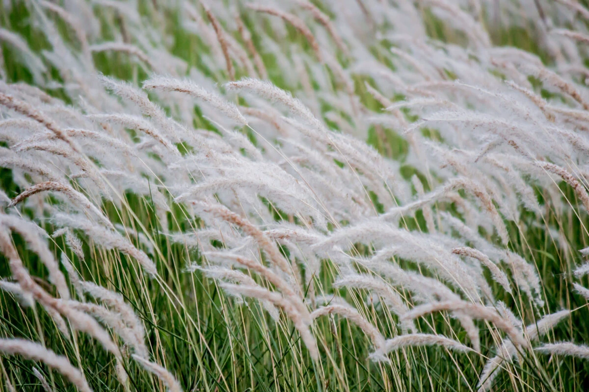 Cogon Grass